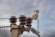 Lada priora оставила без света улицу в Уральске