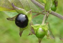 Дети съели белладонну и попали в больницу в Актюбинской области