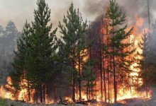 Несколько пожаров горят в Наурзумском заповеднике