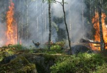 Пожар в Наурзумском заповеднике продолжают тушить