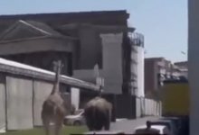 Как в "Мадагаскаре": жираф и слон сбежали со съемок в Риме (ВИДЕО)