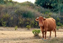 Столкновение с коровой привело к смерти мужчины на трассе в ЗКО
