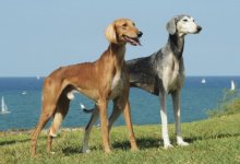 Казахская тазы получила наивысшие титулы в Женеве