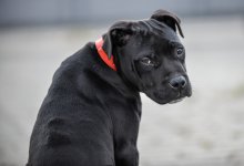 Обезглавленного щенка обнаружили у мусорного бака в Караганде