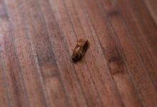 Студенты пожаловались на тараканов в общежитии столичного вуза