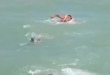 Тюлень напал на людей в Азербайджане (ВИДЕО)