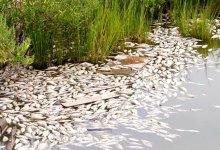 Экологи расследовали массовую гибель рыбы в водоемах СКО