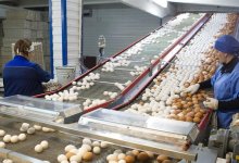 Почти на 10 млн тенге оштрафовали две птицефабрики в СКО