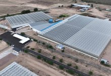 Тепличный комплекс за 5,2 млрд тенге показали Токаеву