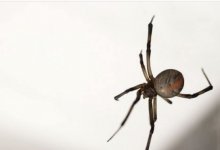 Каракурты заполонили подъезд многоэтажки в Уральске