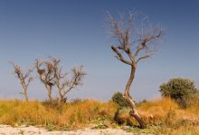 Деньги закопали в землю: деревья за 75 млн тенге засохли в Караганде