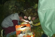 В горах ВКО мужчина сорвался с дерева ради фото