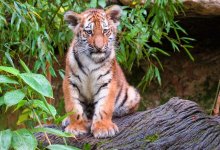 Популяция амурских тигров может появиться в Казахстане