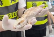 Редких змей, многоножек и ящерицу пыталась вывезти на себе туристка из Китая