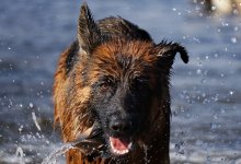 Овчарка покусала восьмилетнего ребенка в ВКО