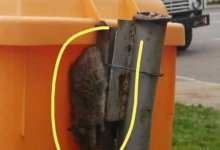 Как у себя дома: бегающих по дорожкам сквера крыс заметили в Астане