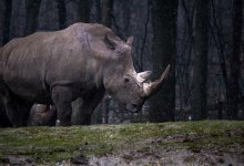 Носорог убил сотрудницу зоопарка в Австрии