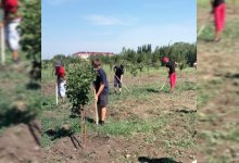 Созданный по просьбе сельчан фруктовый сад дал первый урожай в Костанайской области