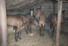 Лошадей на 43 млн тенге украли в ВКО