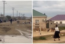 Дети идут в школу через грязь и бездомных животных в мангистауском селе (ВИДЕО)