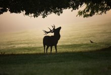 Олень запутался в проволоке и погиб в Акмолинской области (ВИДЕО)