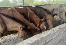 "Ауыл аманаты": проекты на 11,6 млрд профинансировали в Туркестанской области