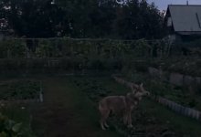 Волчонка во дворе своего дома держит житель Семея (ВИДЕО)