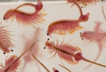 Запрещенных к вывозу из страны рачков разводили иностранцы в Павлодаре (ВИДЕО)