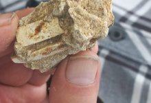 Осколок зуба древнего животного обнаружили в Павлодаре