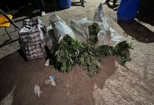 Плантацию марихуаны вычислили с воздуха полицейские в Алматы