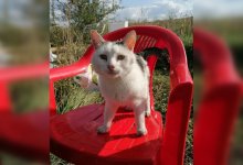 Кот по кличке Трус спас семерых котят при пожаре в приюте для животных