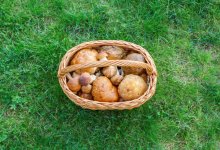 Женщина погибла, собирая грибы в Карагандинской области