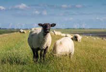 Дело банды “похитителей овец” расследуют в СКО