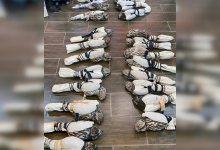 Краснокнижных соколов пытались вывезти контрабандой из Казахстана