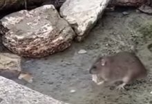 Будет еще хуже – санврач о нашествии крыс в Актау