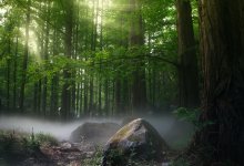 Даже до 5% не доходит занятая лесами территория Казахстана