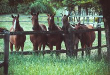 Полицейские нашли десяток пропавших лошадей жителя Туркестанской области