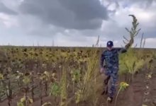 Дикорастущую коноплю нашли с помощью дрона в Абайской области