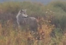 Волки нападают на скот сельчан в Костанайской области