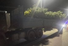 Незаконную добычу саженцев сосны выявили в Акмолинской области