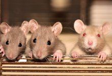 Нашествие крыс в Актау: санврач сделала заявление