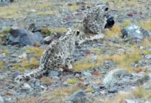 Детеныш снежного барса сломал видеоловушку в горах Алтая (ВИДЕО)