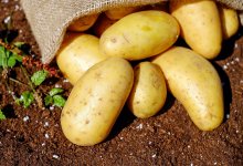Оптовая цена картофеля резко упала в Казахстане