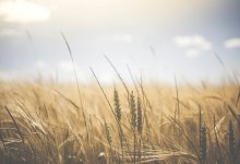 Фермеры Казахстана могут потерять весь урожай в этом году