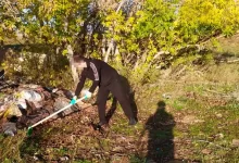 Карагандинца оштрафовали за выброс куриных отходов в лесопосадке