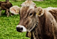 Три года не давали испанскому инвестору начать работать в Акмолинской области