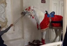 Издевательства над лошадью на тое разозлили Казнет (ВИДЕО)