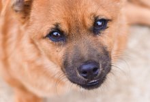 Мужчина жестоко избил собаку на глазах ребенка в Усть-Каменогорске