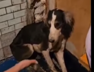 Еле живую тазы из гниющего скотомогильника спасли в Карагандинской области (ВИДЕО)