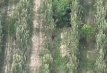 Более 700 кустов каннабиса выращивал алматинец на своем участке (ВИДЕО)